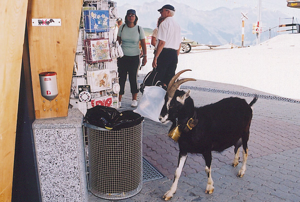 B&W Swiss goat on Eiger Trail